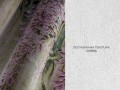 Fototapeta kwiaty wisterii Wallcraft Wisteria 680312202