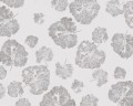 Fototapeta liście WallArt Foglia Dust