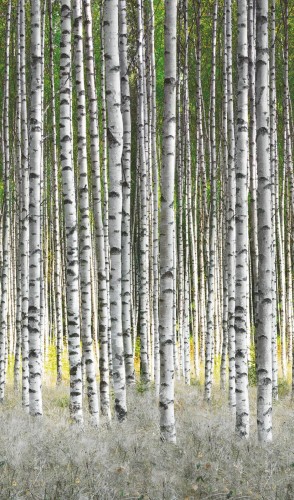 Fototapeta Las Brzozowy Marburg 47220 Smart Art Easy