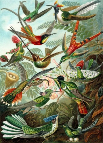 Mural ptaki Esta 158954 Paradise