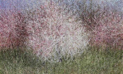Fototapeta drzewa kwitnąca wiśnia Wonderwall Bloom 35052308
