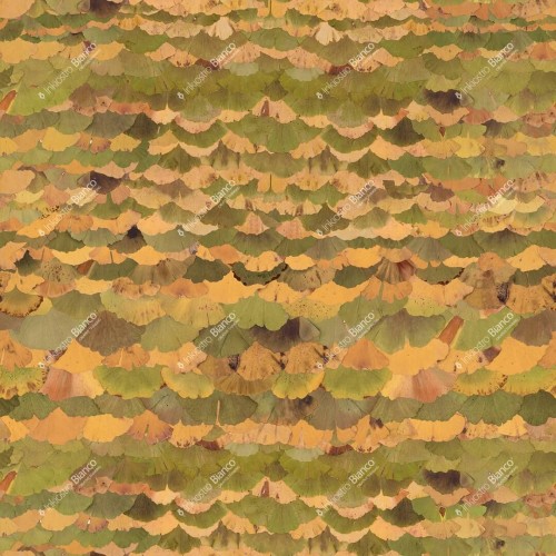 Fototapeta liście ginkgo biloba Inkiostro Bianco GINKO BILOBA INKRBSR2402 Flora Art Collection