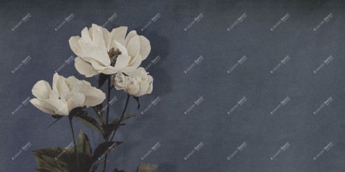 Fototapeta kwiat piwonii Inkiostro Bianco HAERDACEOUS PAEONY INKDNAD2502 Monochrome