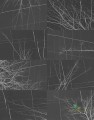 Fototapeta Wall&Deco Bois d Hiver WDBH1703 Contemporary 2017