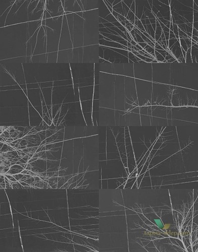 Fototapeta Wall&Deco Bois d Hiver WDBH1703 Contemporary 2017