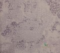 Tapeta Designers Guild PDG643/08 Sukumala