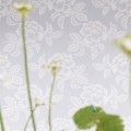 Tapeta Designers Guild PDG1020/07 Berettino Majolica