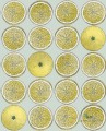 Tapeta Owoce Cole&Son Arance 114/24048 Fornasetti Senza Tempo