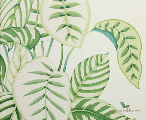 Tapeta liście Sanderson 216630 Calathea The Glasshouse