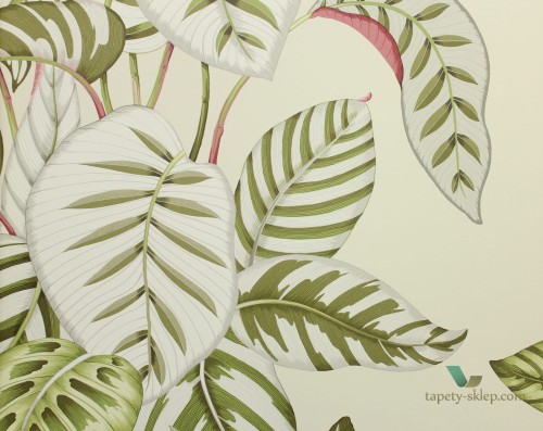 Tapeta liście Sanderson 216631 Calathea The Glasshouse