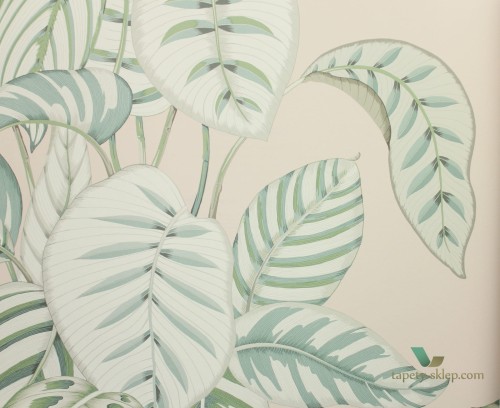 Tapeta liście Sanderson 216632 Calathea The Glasshouse