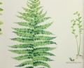 Tapeta liście paproci Sanderson 216633 Fernery The Glasshouse