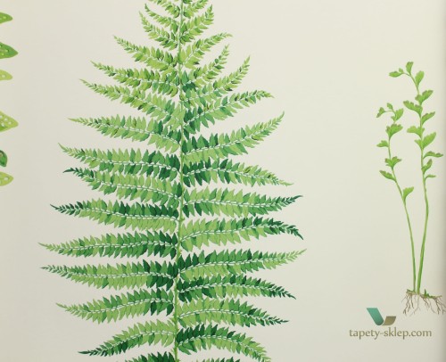 Tapeta liście paproci Sanderson 216633 Fernery The Glasshouse
