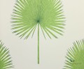 Tapeta liście palmy Sanderson 216636 Fan Palm The Glasshouse