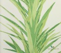 Tapeta liście juki Sanderson 216649 Yucca The Glasshouse