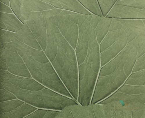 Tapeta Esta 138995 Jungle Fever