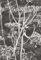 Tapeta Kwiaty Kopru Cole&Son Cow Parsley 66/7046 The Conptemporary Collection
