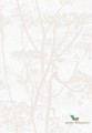 Tapeta Kwiaty Kopru Cole&Son Cow Parsley 95/9052 The Conptemporary Collection