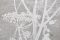 Tkanina kwiaty kopru Cole&Son Cow Parsley Len F111/5019 The Contemporary Collection