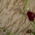 Tapeta Designers Guild PDG1089/07 Carrara Grande