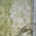 Mural Designers Guild PDG1095/01 La Rotonda Scene 1