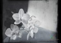 Fototapeta Wall&Deco WDLY2001 Lyric Contemporary 2020