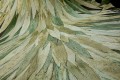 Tapeta tropikalne Liście Arte Abanico 34001 Selva