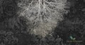 Tapeta Muance MU12032 Expansion Theory II Cobalt