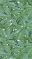 Tapeta w liście Casadeco Greenery FOCL 85797156 Five o'clock