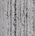 Tapeta KT Exclusive FJ41609 Birch Sanctuary