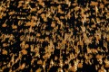 Czarno Pomarańczowy Dywan Splendore di Venezia Nowoczesny - GATTOPARDO BAGERA 9033