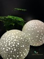 Lampa stołowa Moonlight White 311408 Globen