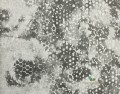 Tapeta PDG647/05 Palasini Designers Guild