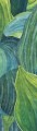 Mural liście Khroma DG2HOS1011 Hosta Aqua Wall Designs II