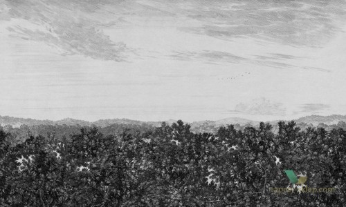 Fototapeta Sandberg 658-31 Oak View Graphite Lofstad