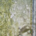 Mural Designers Guild PDG1095/01 La Rotonda Scene 1