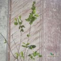 Mural Designers Guild PDG1098/01 Foscari Fresco Scene 2