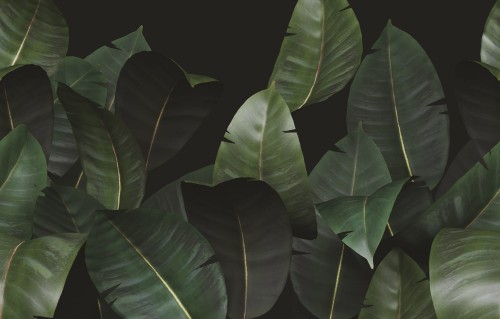 Tapeta Wall&Deco WDZA2102 Zamia Contemporary 2021