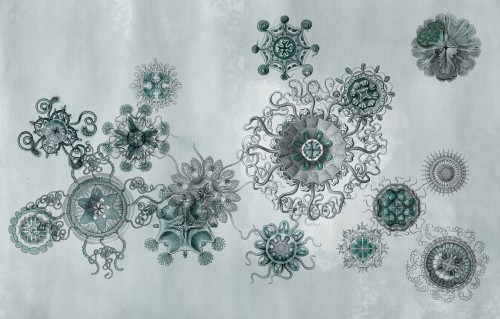 Fototapeta pod prysznic WET_ME1502 Medusae Wall and Deco