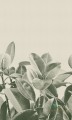 Tapeta London Art 18056 Rubber Plant