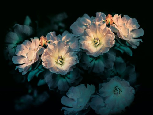 Tapeta w duże kwiaty Inkiostro Bianco AROMA INKGLXY1902 Inediti Cruise Collection