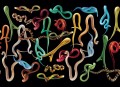 Tapeta Węże London Art 01TP 01 Snakes Storm Luxury Shit Toiletpaper