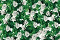 Tapeta Róże London Art 11TP 02 Eyes & Roses Luxury Shit Toiletpaper