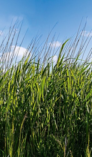 Fototapeta Łąka Marburg 47272 Smart Art Easy