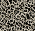 Tapeta Cętki York HO2162 Leopard Rosettes Ronald Redding Traveler