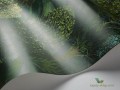 Tapeta las Cole&Son Forest 115/9028 Botanical Botanica