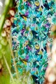Tapeta Ptaki Harlequin Dance Of Adornment 112763 Colour I