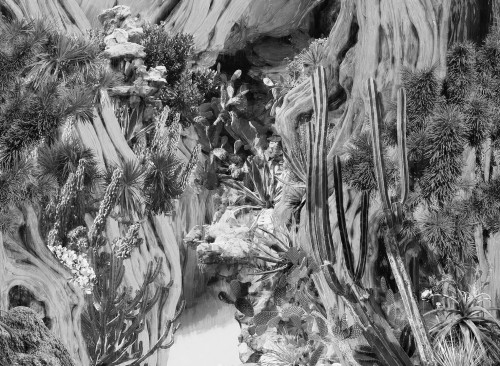 Fototapeta Botaniczna London Art 21010 04 Navajo Dreamh Exclusive Wallpaper 2021