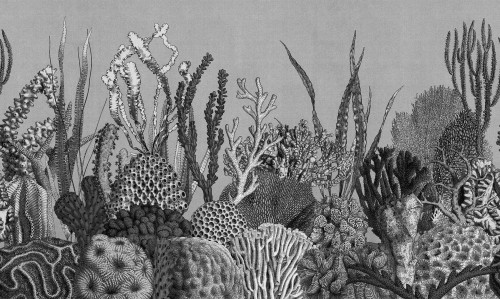 Fototapeta Koralowce London Art 21044 02 See Sea Exclusive Wallpaper 2021