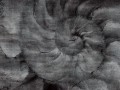 Fototapeta abstrakcyjna Wallcraft Fosilium 405332101